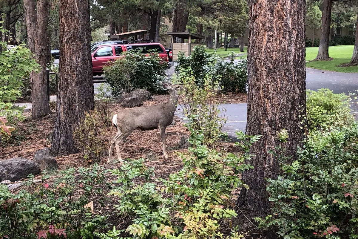 A peaceful outdoor area surrounded by trees and bushes, where deer graze quietly among parked cars, blending the comforts of home with the excitement of unexpected wildlife encounters.